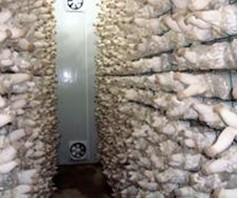 食用菌冷庫(kù)